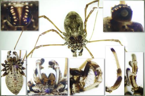 Réf. 346 908 : Megabunus vignai