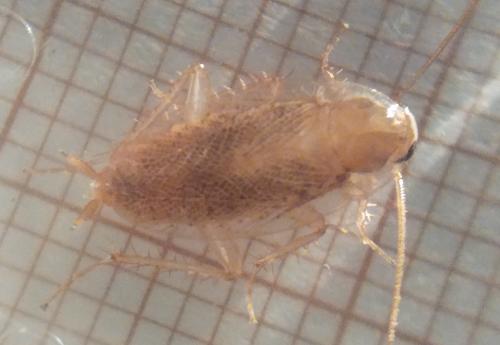 Planuncus vinzi