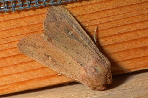 Réf. 346 686 : Mythimna ferrago