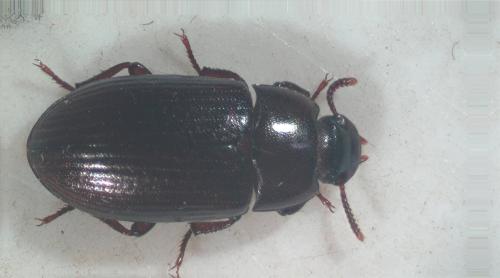 Réf. 346 391 : Alphitobius diaperinus