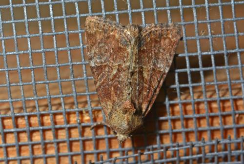 Mesoligia furuncula