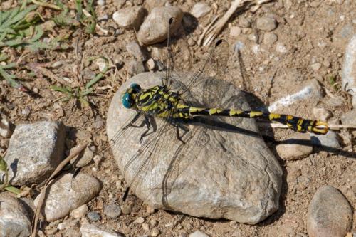 Onychogomphus uncatus