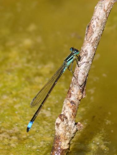 Ischnura elegans