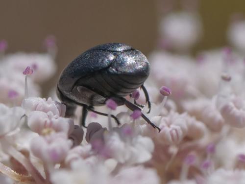 Réf. 346 816 : Spermophagus sp.