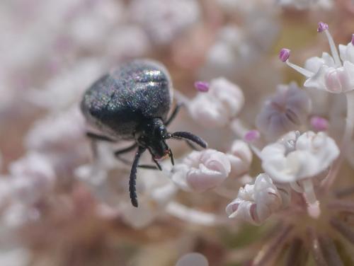 Réf. 346 817 : Spermophagus sp.