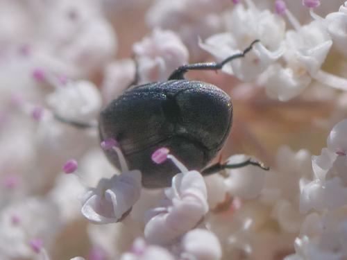 Réf. 346 818 : Spermophagus sp.