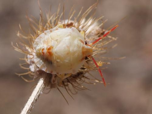Réf. 346 819 : Carpocoris sp.