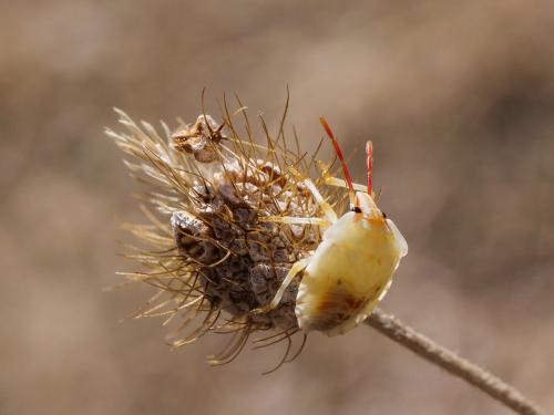 Réf. 346 820 : Carpocoris sp.