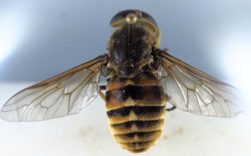 Réf. 346 521 : Tabanus sudeticus
