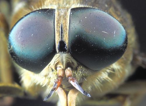 Réf. 346 522 : Tabanus sudeticus