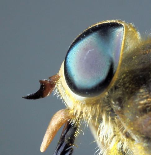 Réf. 346 523 : Tabanus sudeticus