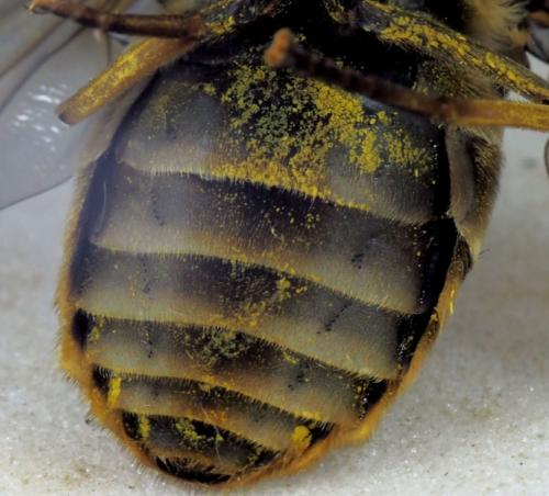 Réf. 346 524 : Tabanus sudeticus