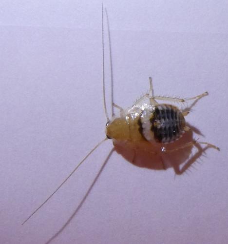 Réf. 346 489 : Planuncus vinzi