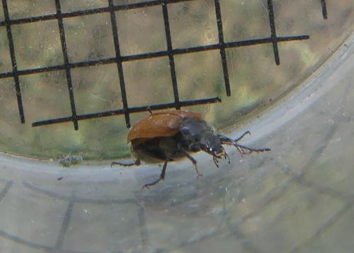 Réf. 346 111 : Cteniopodini inconnu