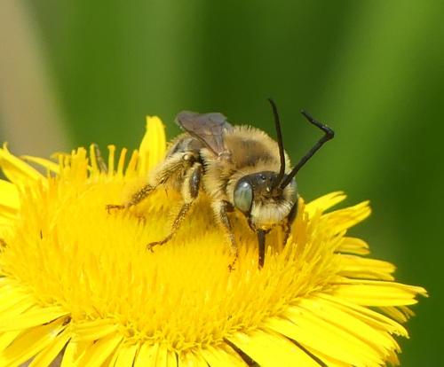 Réf. 346 118 : Tetraloniella sp.
