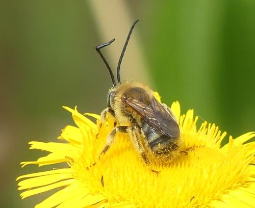 Tetraloniella sp.
