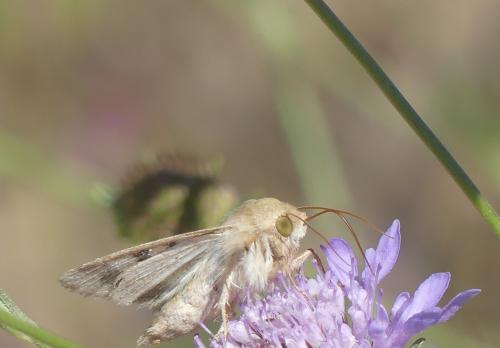 Réf. 346 153 : Helicoverpa armigera