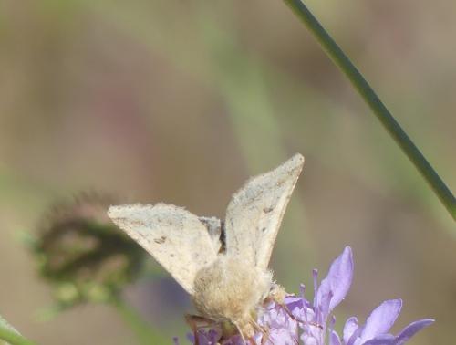 Réf. 346 154 : Helicoverpa armigera
