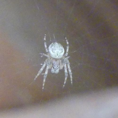 Larinioides cornutus