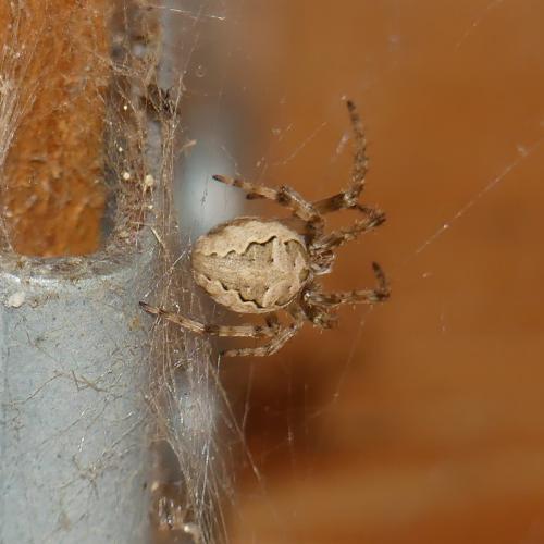 Larinioides cornutus