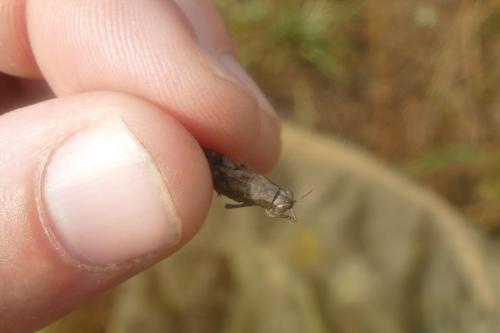 Pezotettix giornae