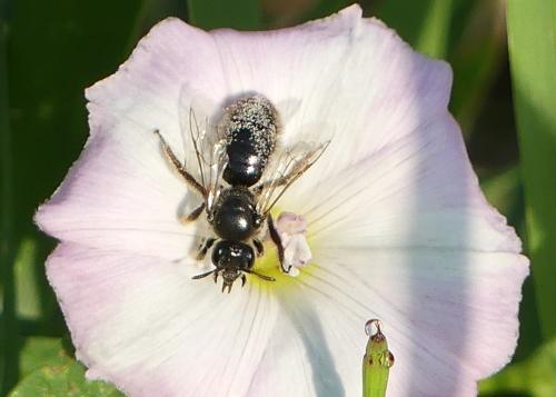 Réf. 346 082 : Systropha sp.