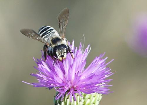Réf. 346 210 : Megachile albisecta