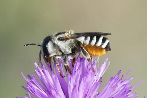 Réf. 346 209 : Megachile albisecta
