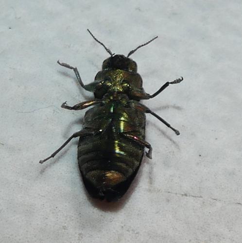 Réf. 346 753 : Chrysobothris affinis