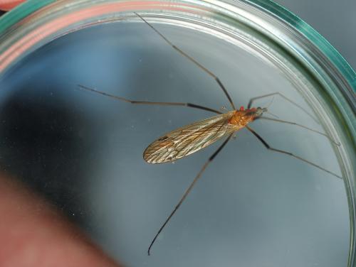 Euphylidorea dispar
