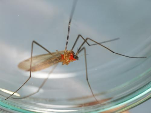 Euphylidorea dispar