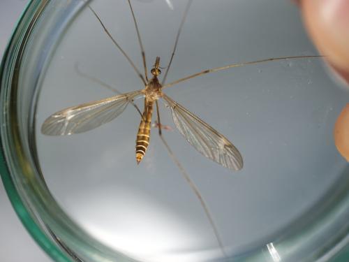Réf. 346 102 : Tipula helvola