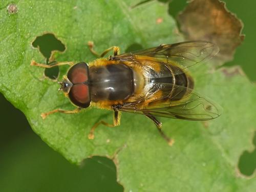 Réf. 346 515 : Eristalis pertinax