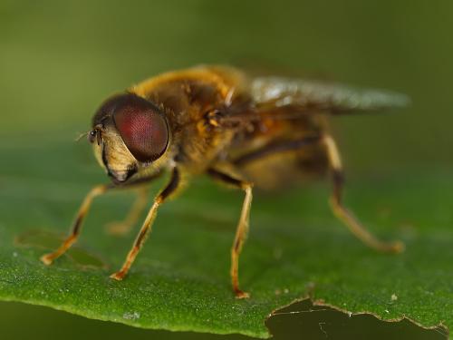 Réf. 346 516 : Eristalis pertinax
