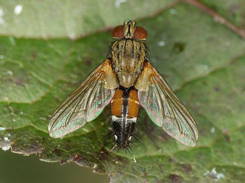 Réf. 346 533 : Halydaia aurea
