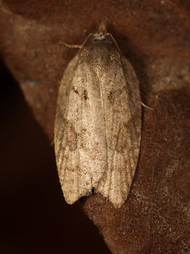 Acleris sp.