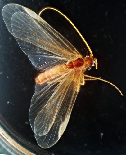 Ecclisopteryx dalecarlica