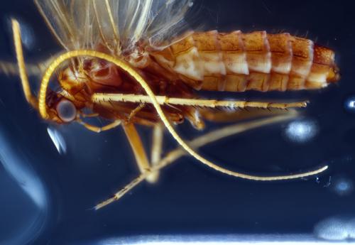 Ecclisopteryx dalecarlica