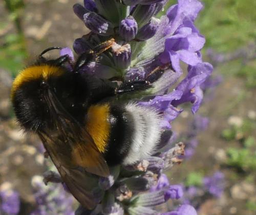 Bombus sp.