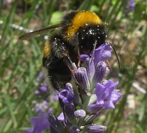 Bombus sp.