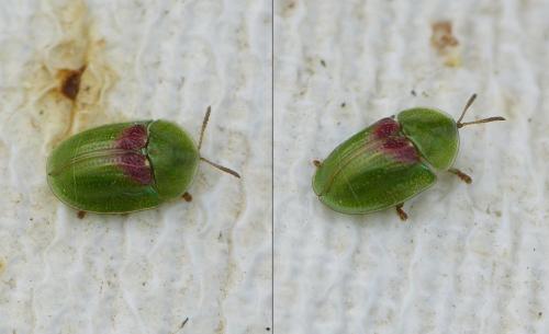 Réf. 346 716 : Cassida sp.