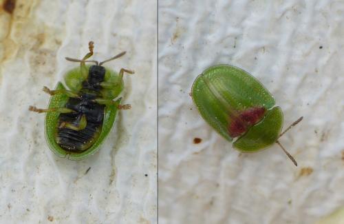 Réf. 346 715 : Cassida sp.