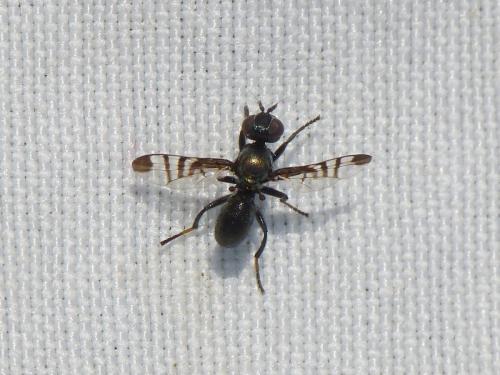 Réf. 346 719 : Rivellia syngenesiae