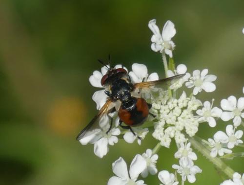 Gymnosoma sp.