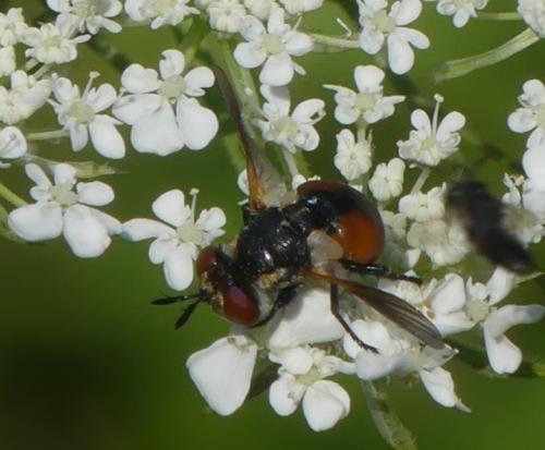 Réf. 346 242 : Gymnosoma sp.