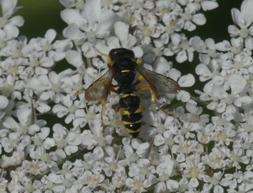 Cerceris sp.