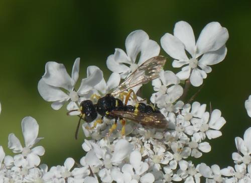 Cerceris sp.