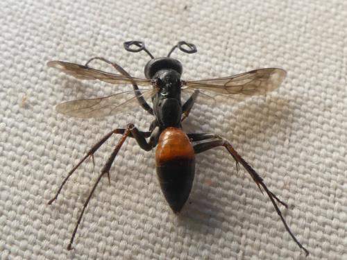 Priocnemis sp.