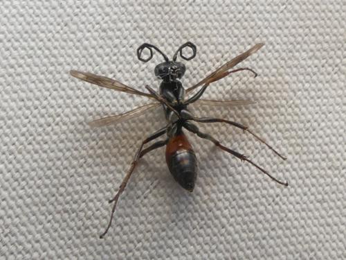 Priocnemis sp.