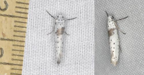 Yponomeuta sp.